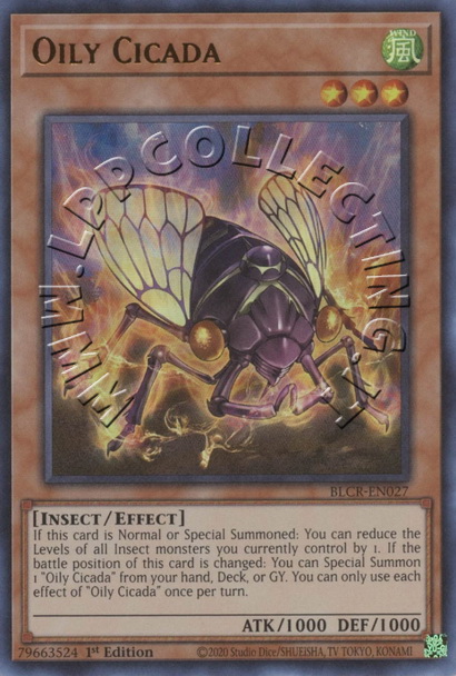 Oily Cicada