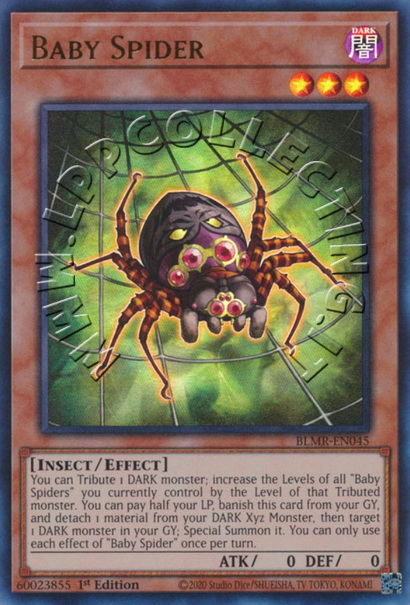 Baby Spider