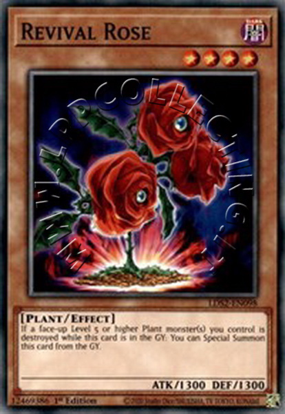 Revival Rose