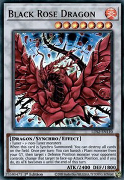 Black Rose Dragon 