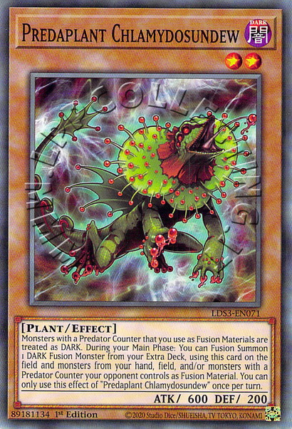 Predaplant Chlamydosundew