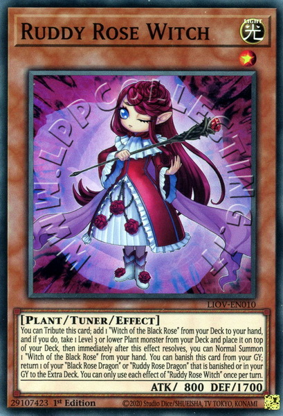 Ruddy Rose Witch 
