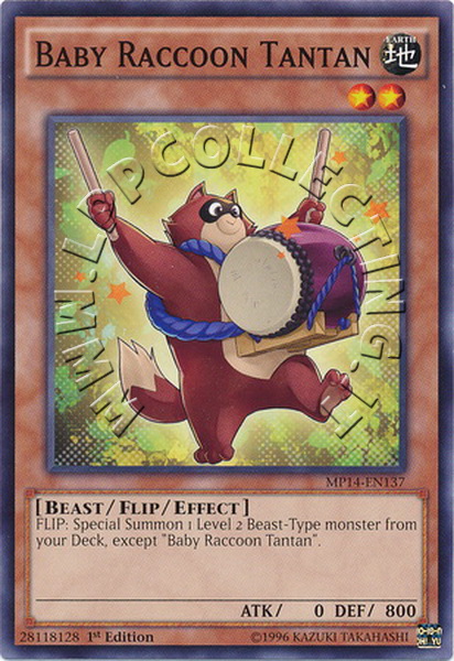 Baby Raccoon Tantan