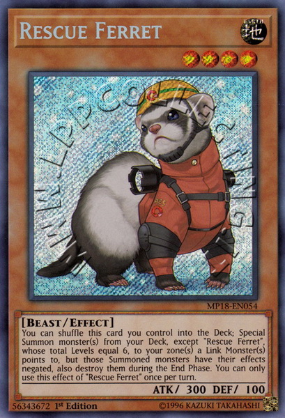 Rescue Ferret