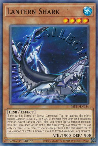 Lantern Shark