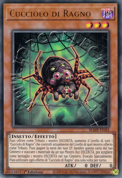 Cucciolo di Ragno 