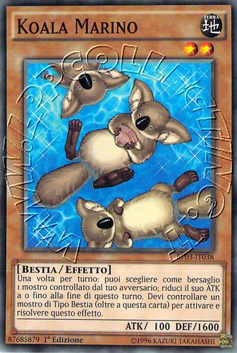 Koala Marino
