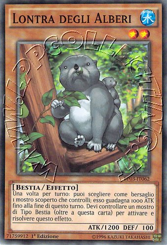 Lontra degli Alberi