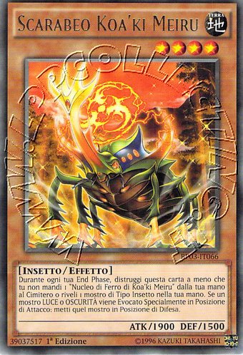 Scarabeo Koa