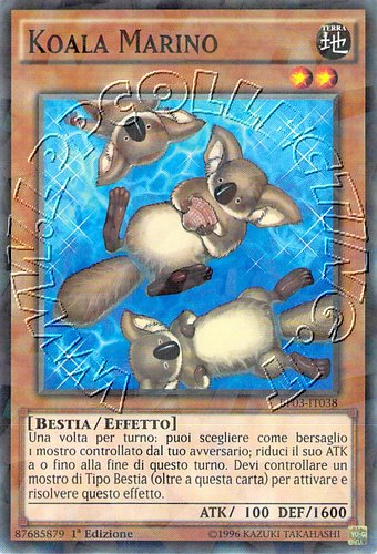 Koala Marino