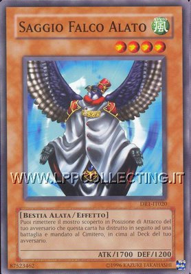 Saggio Falco Alato