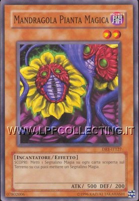 Mandragola Pianta Magica
