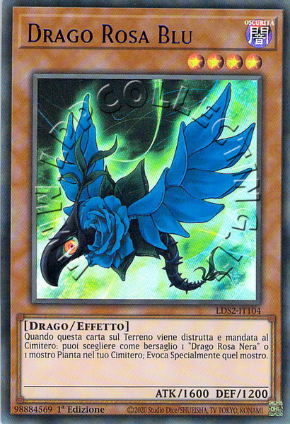 Drago Rosa Blu