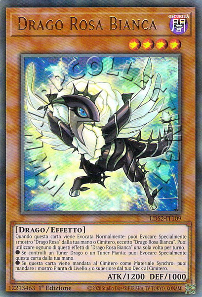 Drago Rosa Bianca