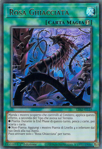 Rosa Ghiacciata