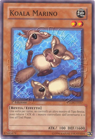 Koala Marino