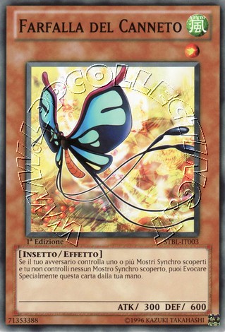 Farfalla del Canneto