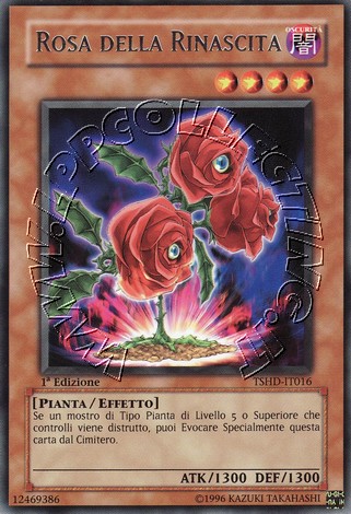 Rosa della Rinascita